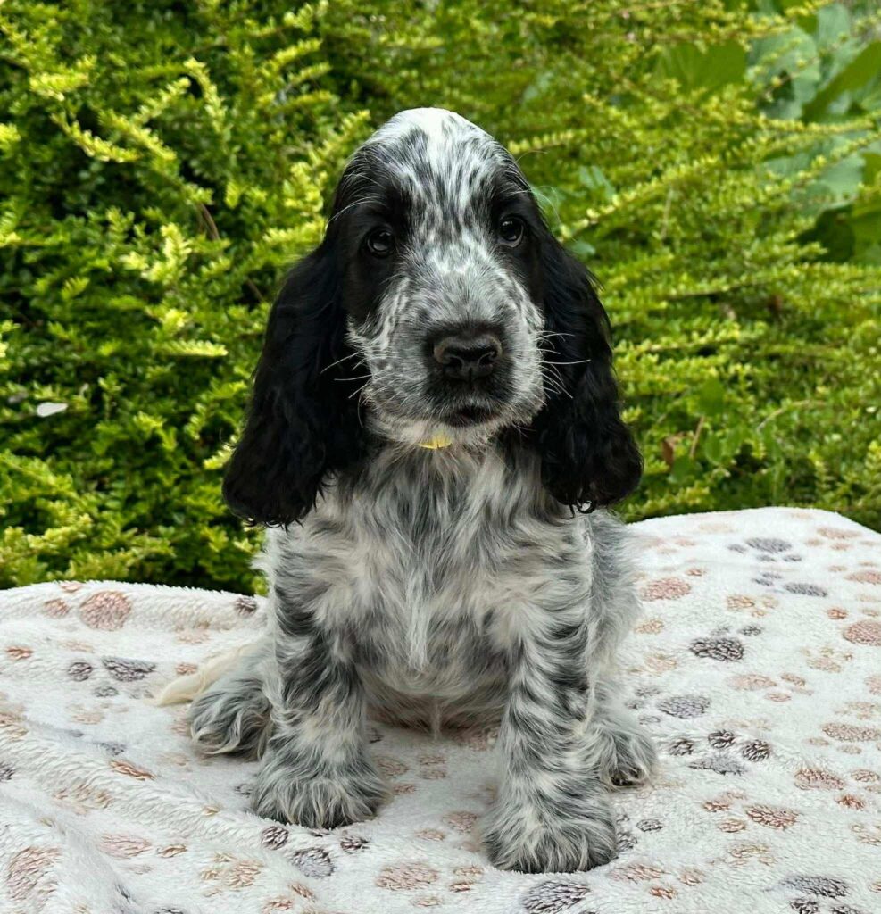 Sárika - Assessment Systems Hungary - Modern HR megoldások a vállalatod sikereiért Sárika - Assessment Systems Hungary - Modern HR megoldások a vállalatod sikereiért